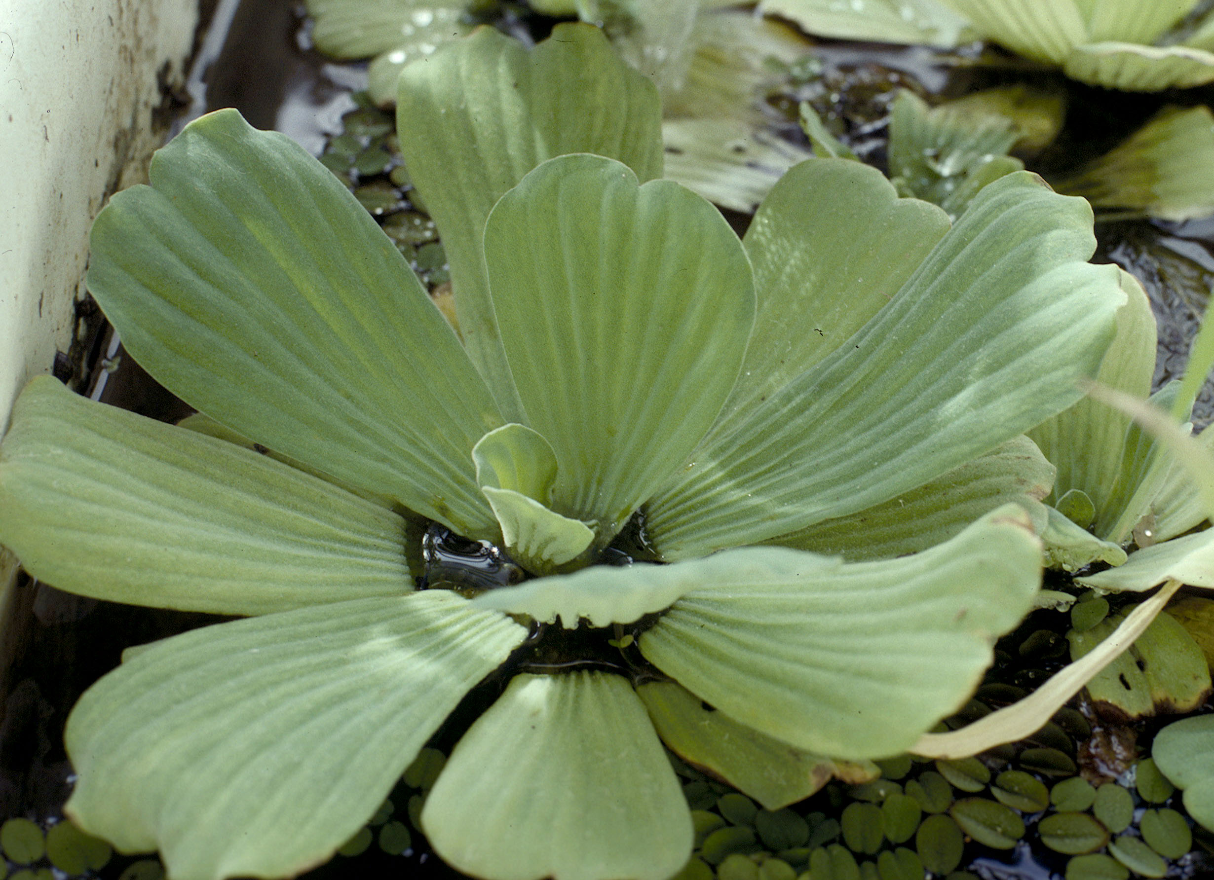 water lettuce